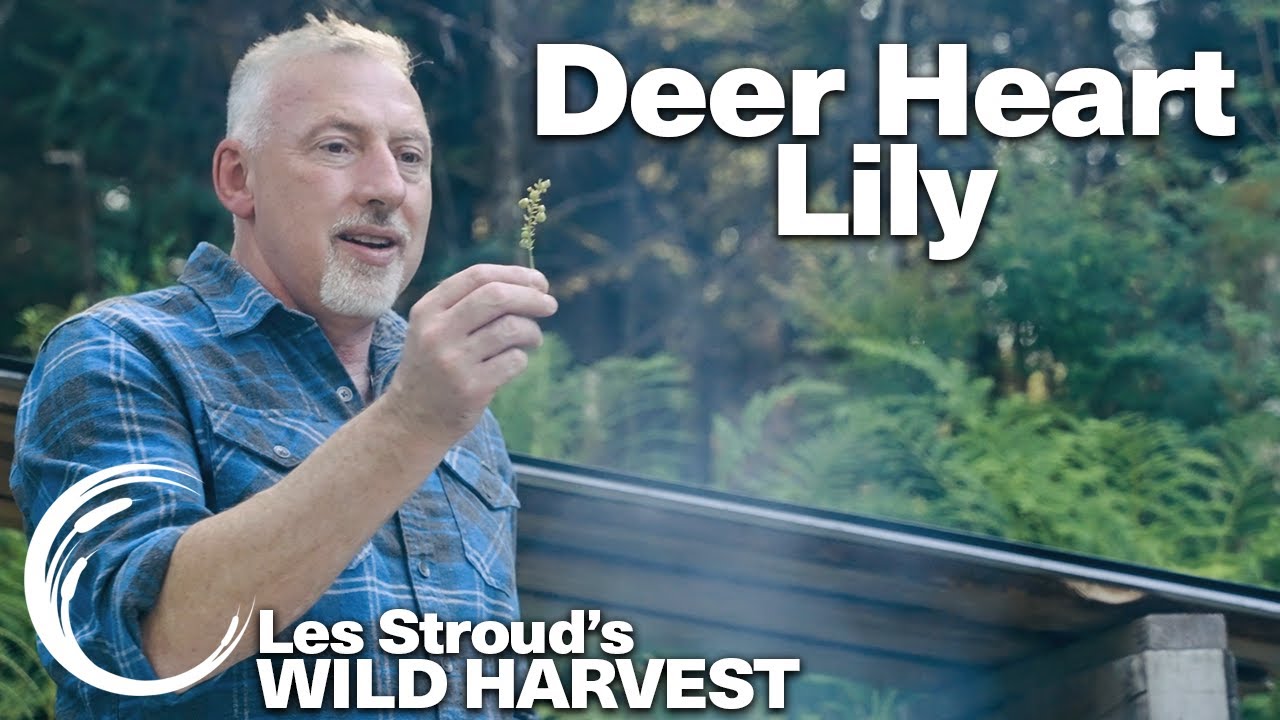 WILD HARVEST | DEER HEART LILY | LES STROUD | PAUL ROGALSKI