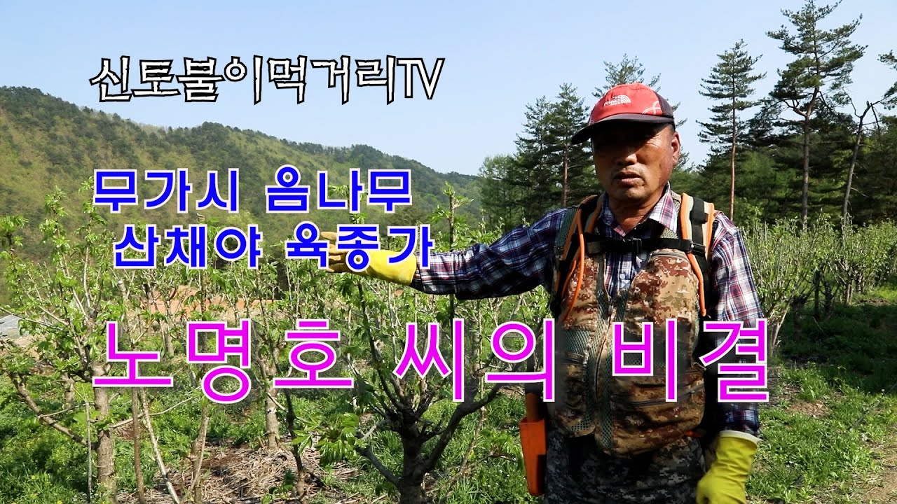 신토불이먹거리TV 가시 없는 음나무 육종과 새순 생산하는 노명호 씨 비결