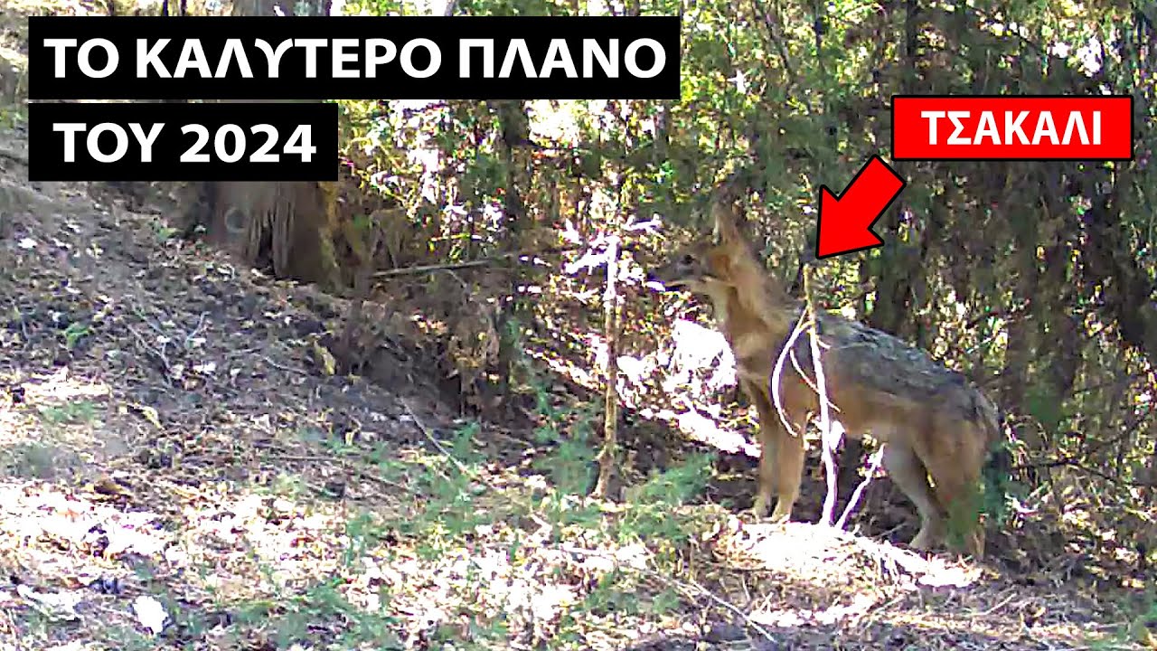 Τσακάλι στον Ταύγετο μέρα μεσημέρι - Αγριογούρουνα, Κουνάβι & άλλα ζώα