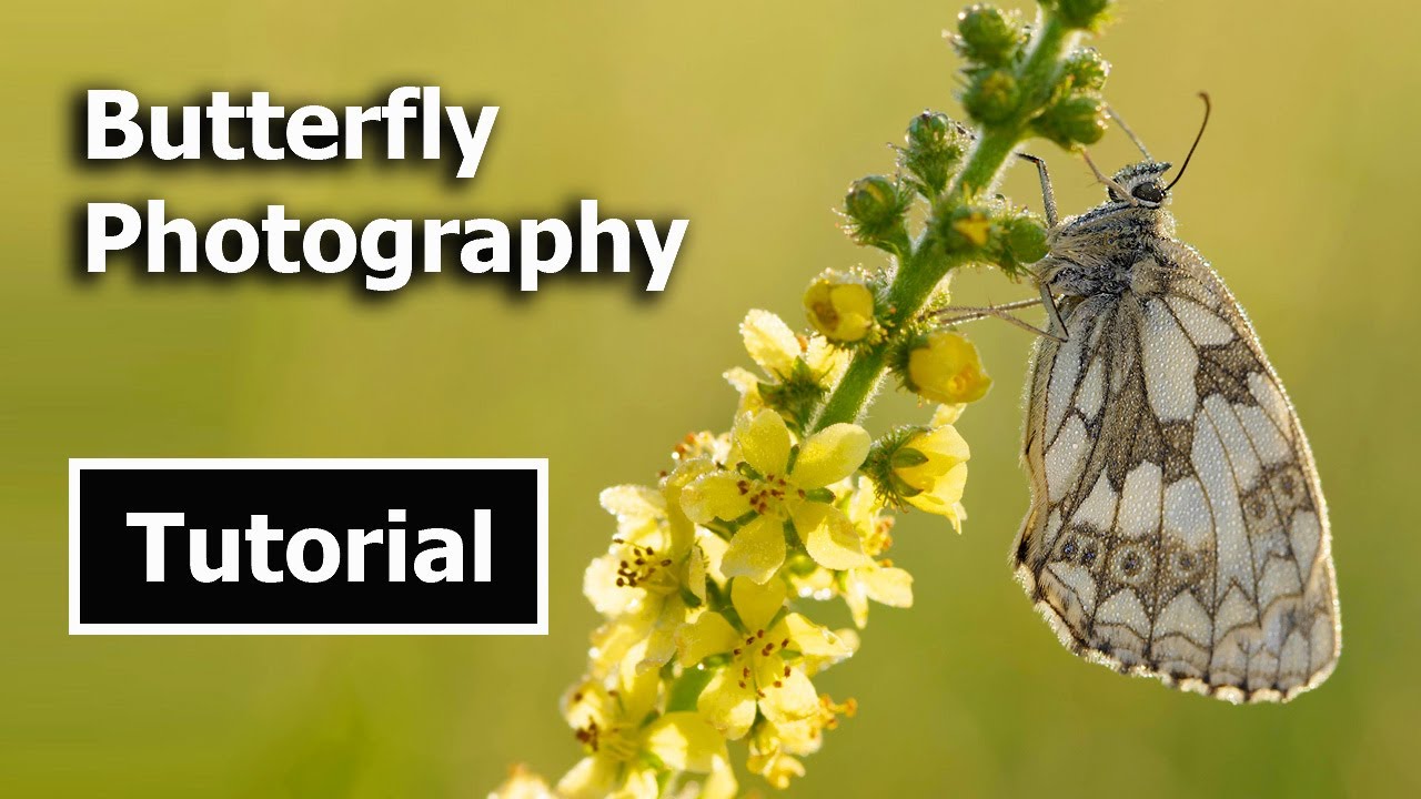 How to Photograph Butterflies Tutorial