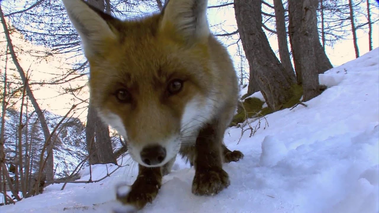 Il Parco Nazionale Gran Paradiso