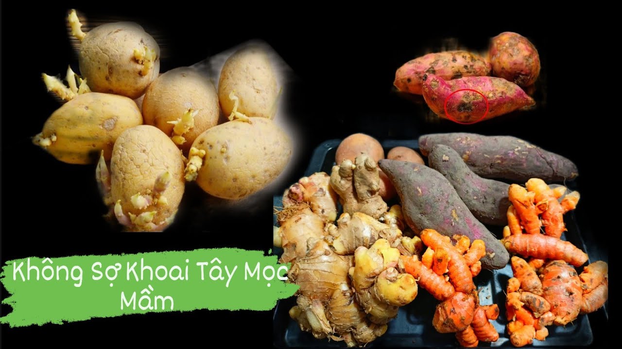 Mẹo Bảo Quản Các Loại Củ Một Năm Không Hư Không Cần Tủ Lạnh, Khoai Tây không Mọc mầm