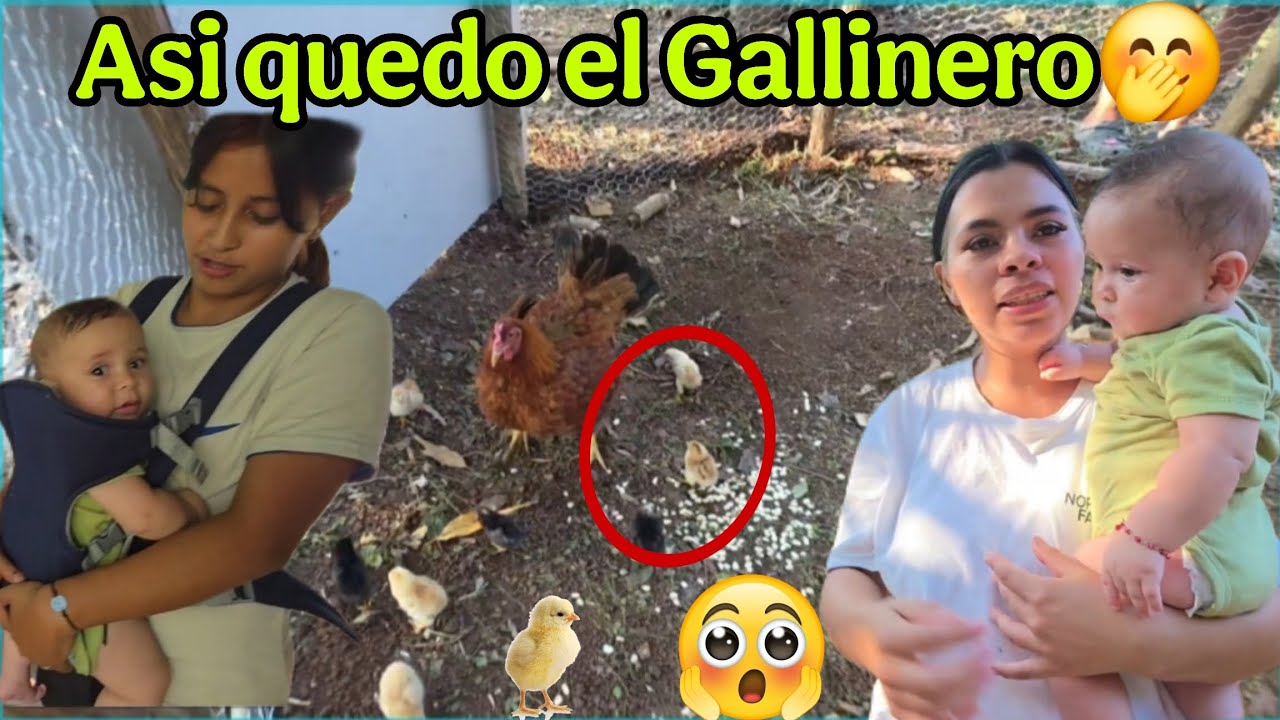 Jenniffer tiene nuevos integrantes en casa🐣🐤Lucas y Tania andan emocionados con los pollitos🤗