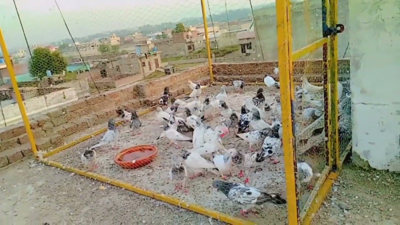 mashallah pakar pakra ky kabotar jis bhai ko chaye rabita kar li contact 03086319819