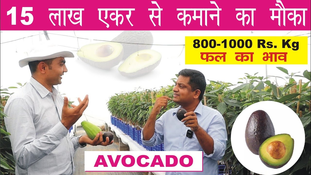 Avocado farming 15 लाख प्रति एकड़ से कमाने का मौका । IG Deccan exotic । butter fruit । 7702071045