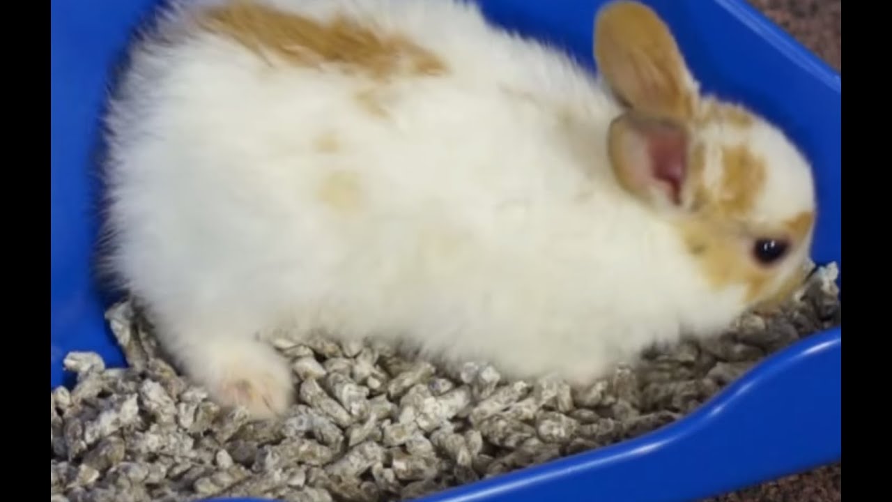TRUCOS Y CONSEJOS - Cómo hacer que la mascota haga caca en el esquinero