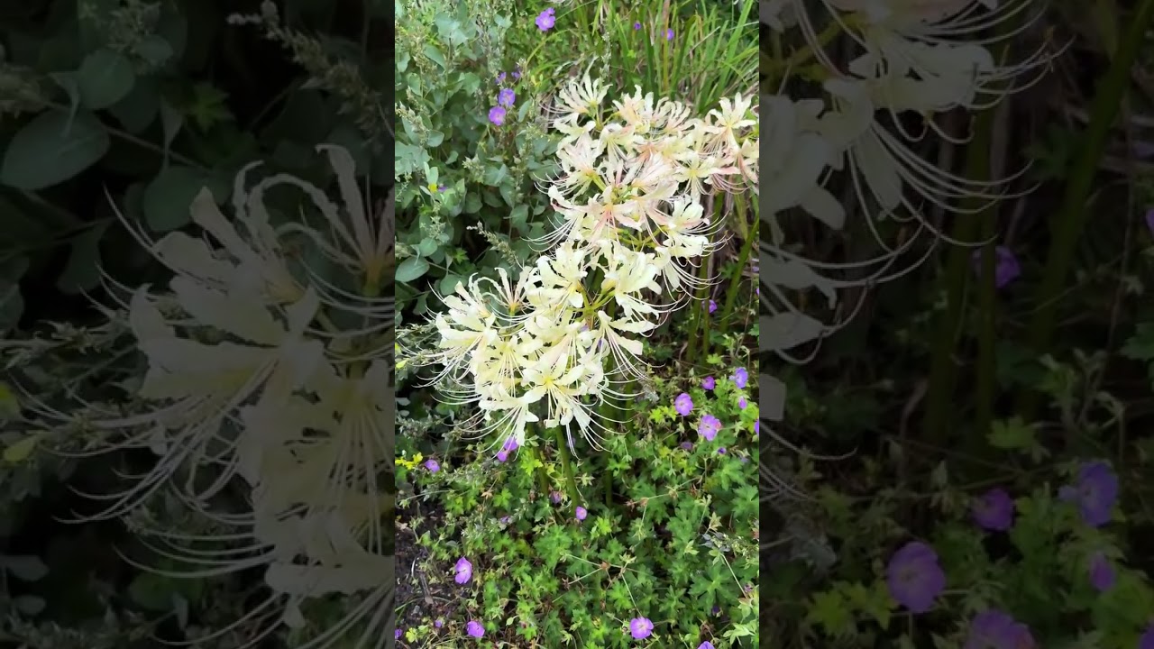 Lycoris x straminea 'Caldwell's Original' in the garden #gardendesign