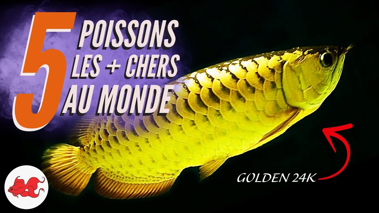 TOP 5 des poissons d'aquarium les plus chers au monde !