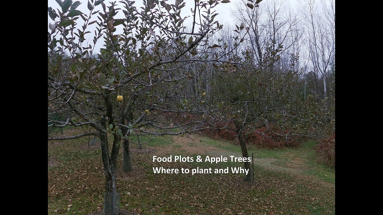 Food Plots and apple trees. Plant them together.