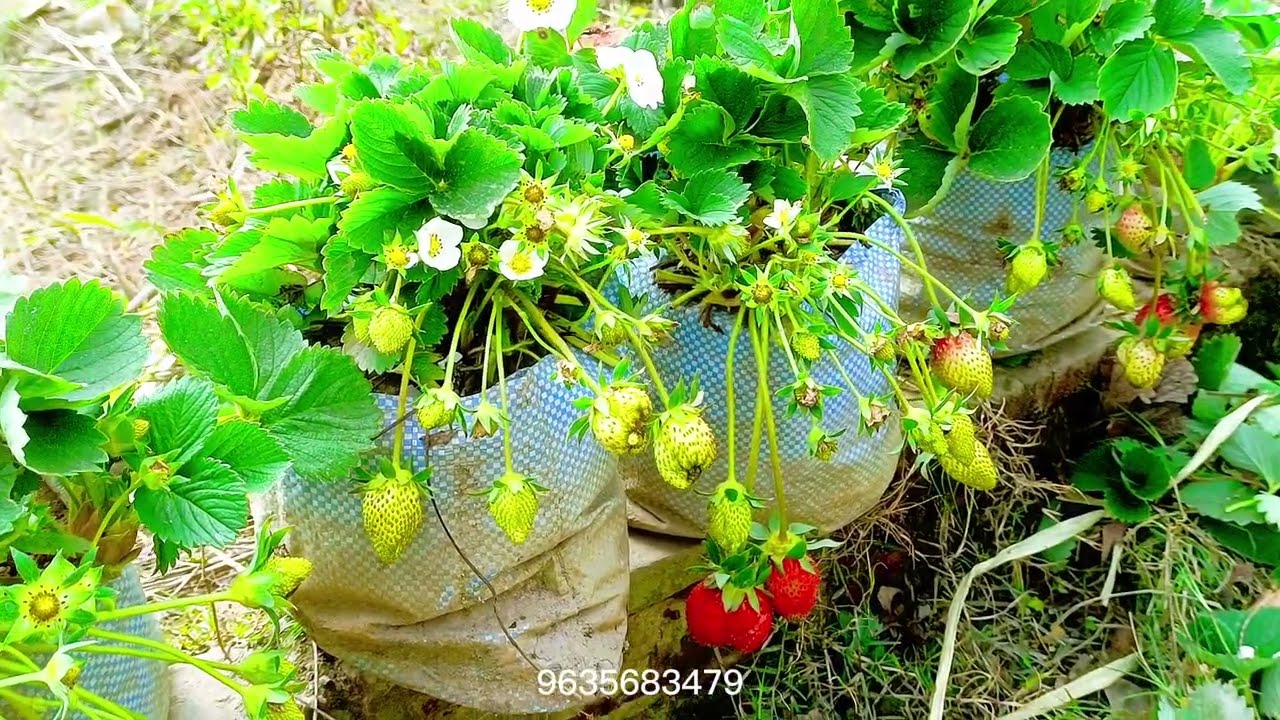 স্ট্রবেরি চাষের পরিচর্যা। #strawberry 🍓🍓#stroberry #explore #gardening #tropicalfruit #strawberry