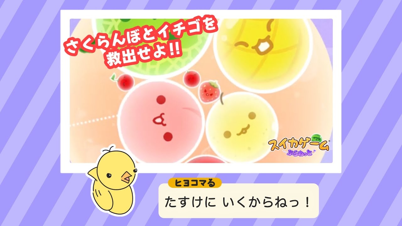 【スイカゲーム】「ちびっこ救助チーム出動！」 / ヒヨコマる