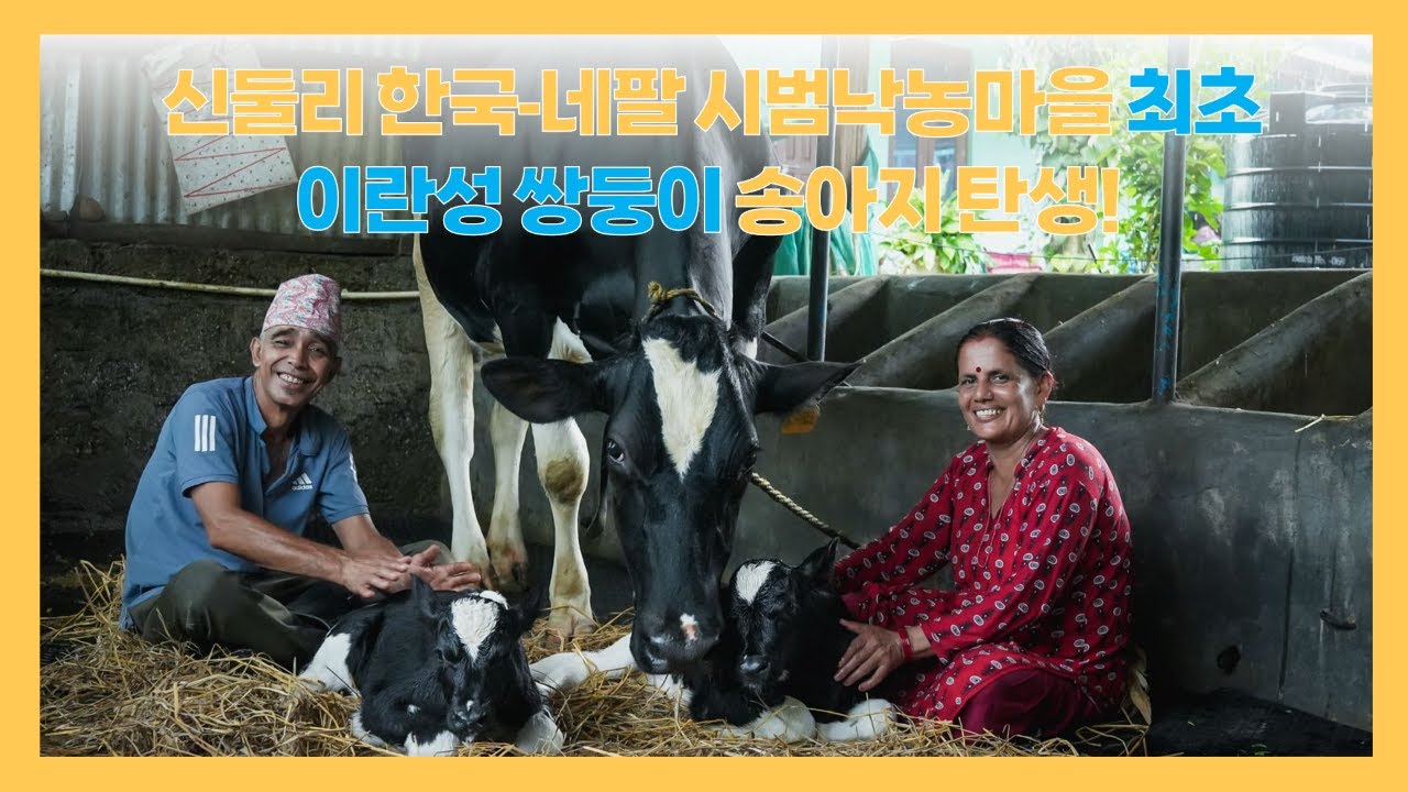 [한국어 자막] 신둘리 한국-네팔 시범낙농마을 최초🎉 이란성 쌍둥이 송아지 탄생!