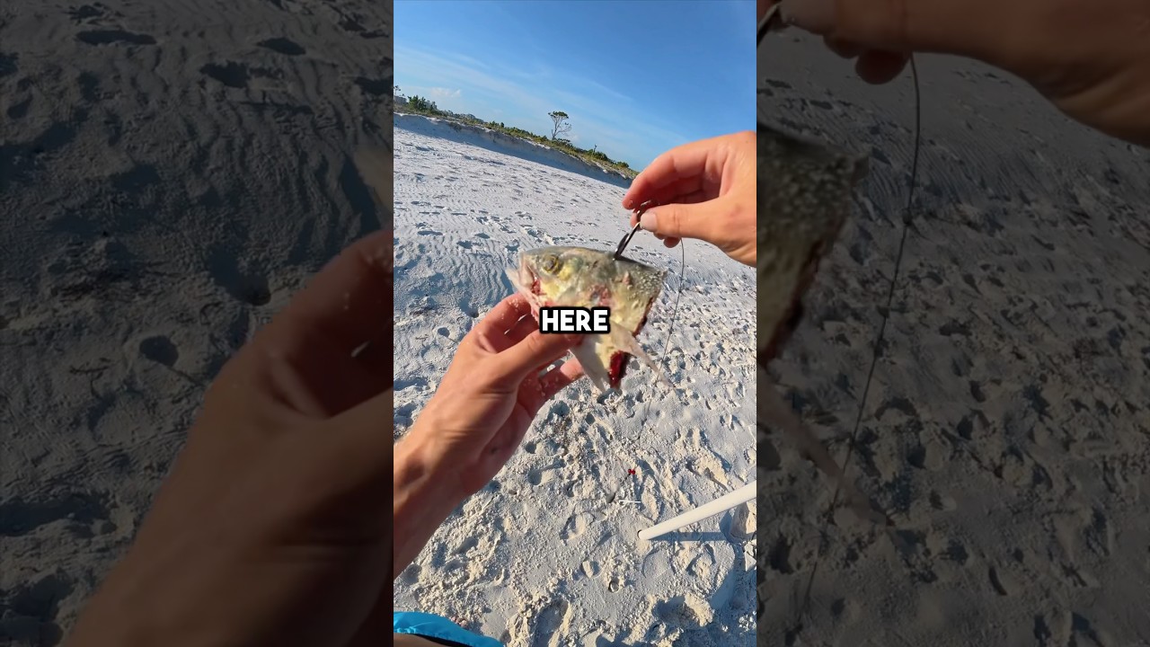 Fishing with GIANT fish head #fishingvideo #sharkfishing #fish #surffishing