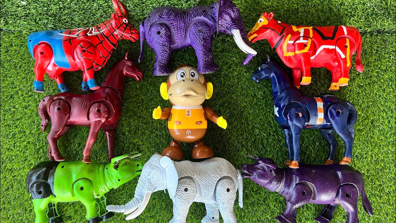 Mencari sapi moo, sapi lucu, sapi warna warni, kerbau, monyet, gajah