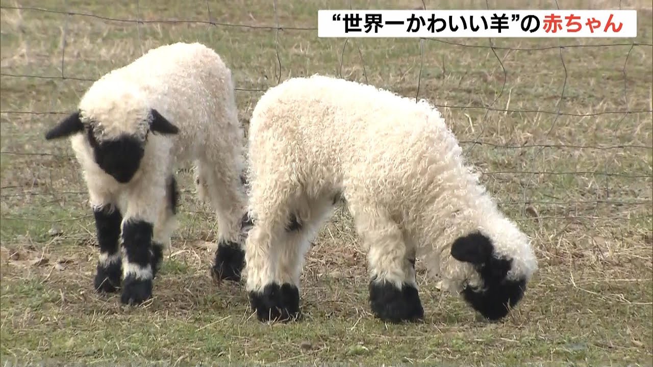 【世界一かわいい羊】赤ちゃんが公開！滋賀・米原市「ローザンベリー多和田」（2025年3月24日）