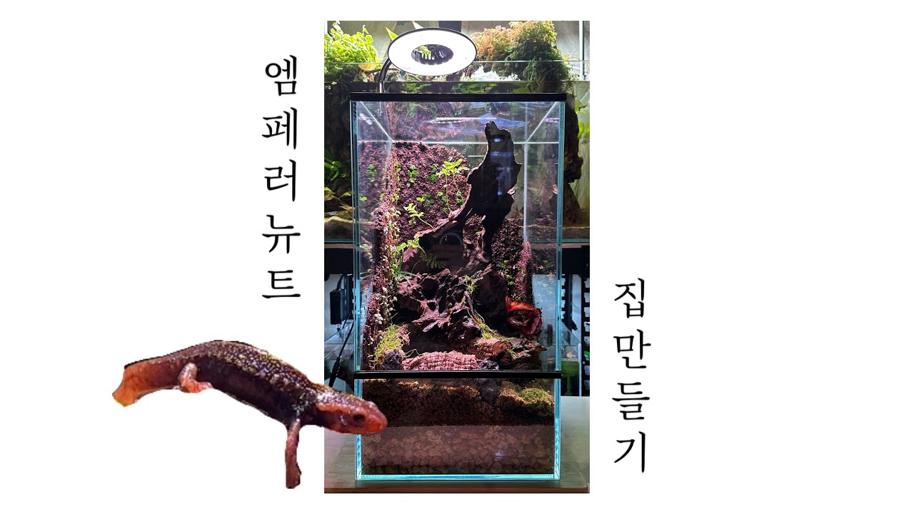 엠페러뉴트 집만들기/물생활VLOG/#엠페러뉴트#물생활#브이로그#테라리움#비바리움