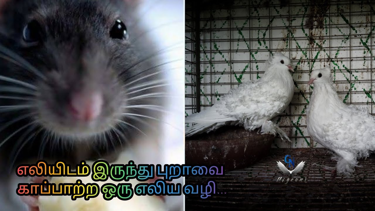 எலியிடம் இருந்து புறாவைக் காப்பாற்ற ஒரு எளிய வழி.... || GN PIGEON FARM || FARM UPDATE
