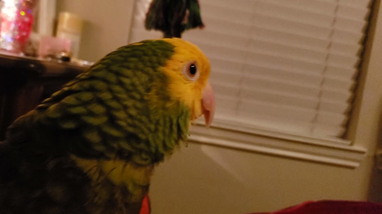 Just a Amazon Parrot, talking away with Momma!