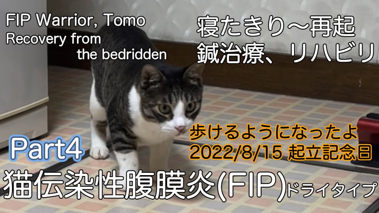 猫伝染性腹膜炎(FIP) 闘病記④ 起立記念日
