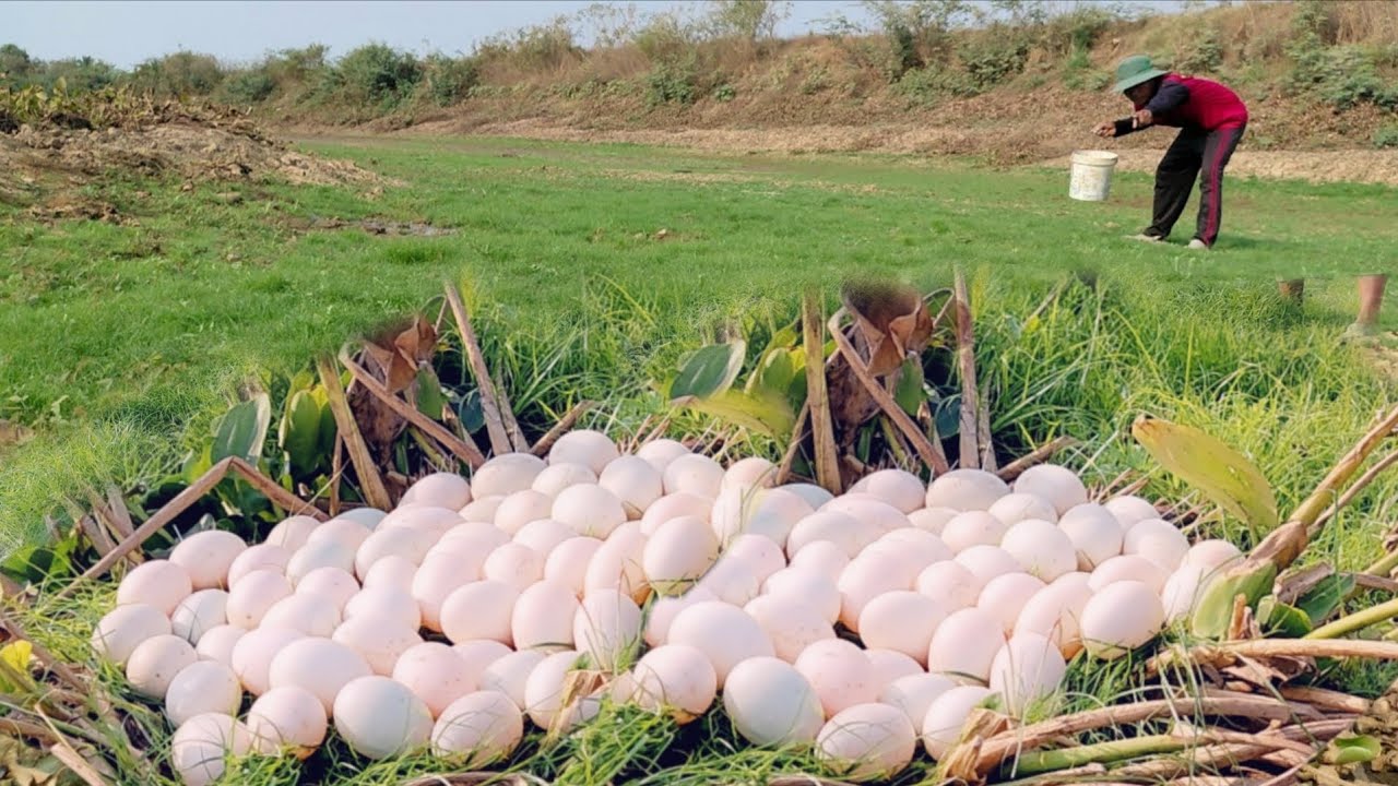 OMG Wow amazing  -A farmer collects a lot of duck eggs from grass and old bushes.