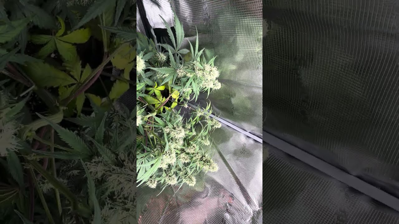 Moonbeam x Grease Gun x Gorilla Zkittlez autoflowers 2x4 update