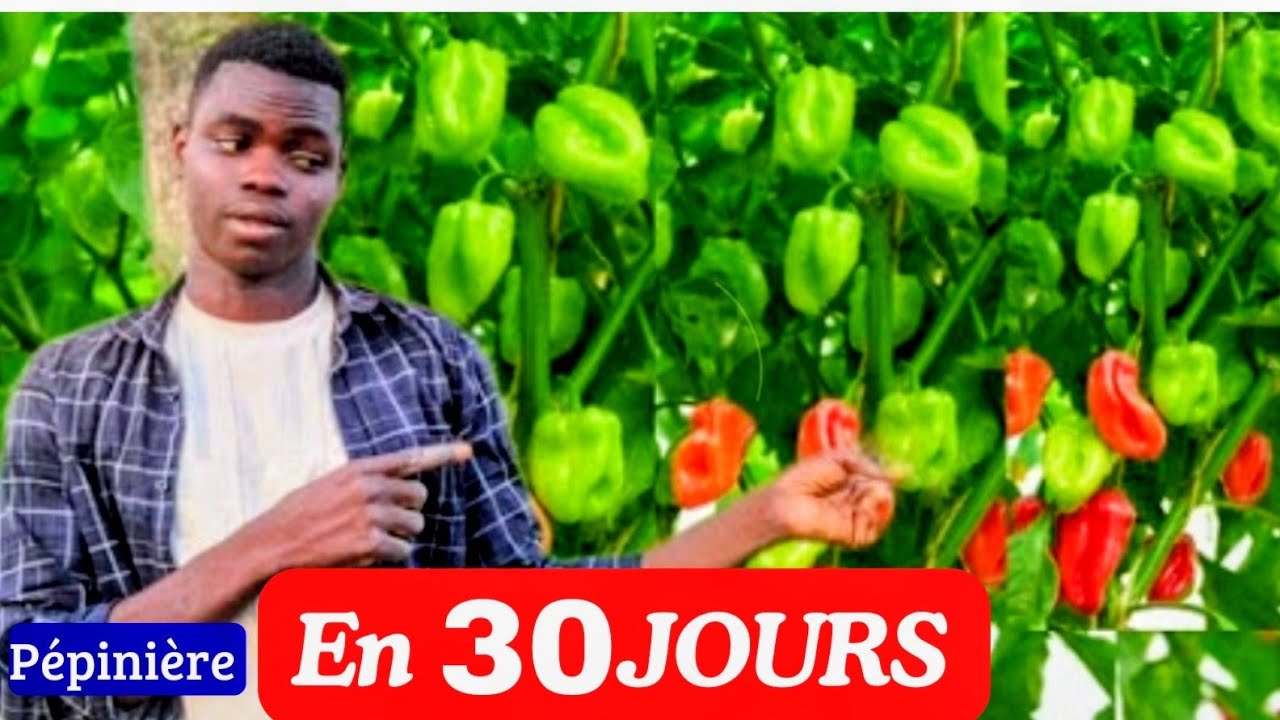 Piment vert : comment réussir une pépinière prête au repiquage en 30 jours 
