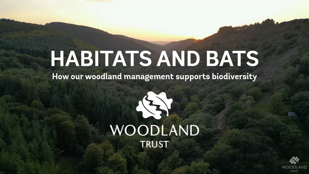 Woodland Management and bats - plus a bat soundscape🦇