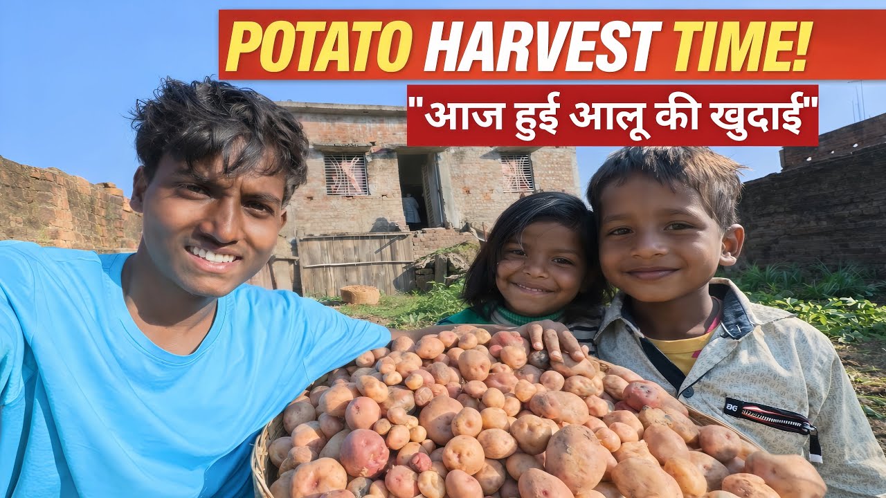 Potato Harvest Time 🥔