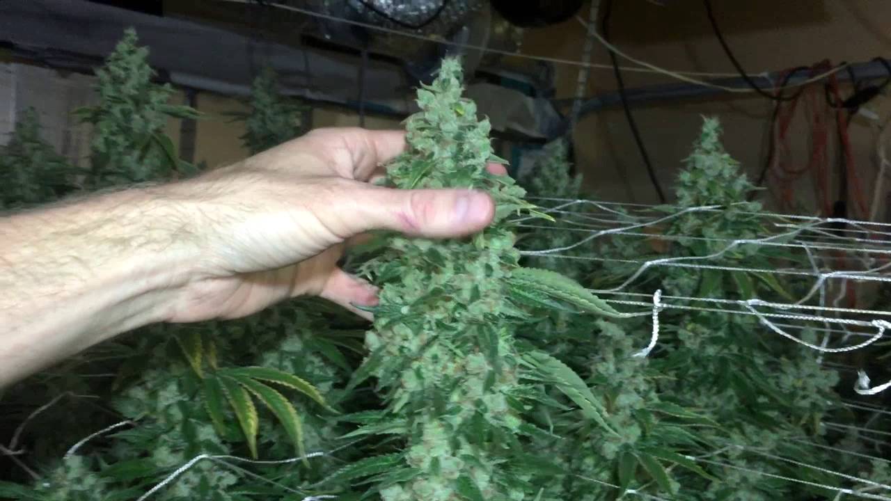 Sour Diesel Harvest - 9000 Watt Day 78 Flowering