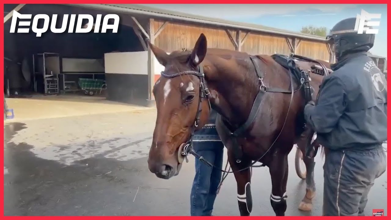 L'entraînement de Galius à quelques jours du Prix d'Amérique Races ZeTurf Q1 - Prix de Bretagne