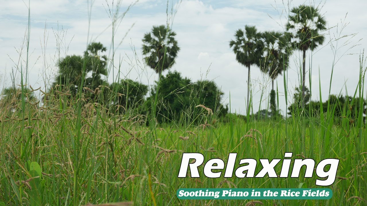 Gentle Rice Field Sounds 🌿 Heal Your Body, Calm Your Mind, Release Pain