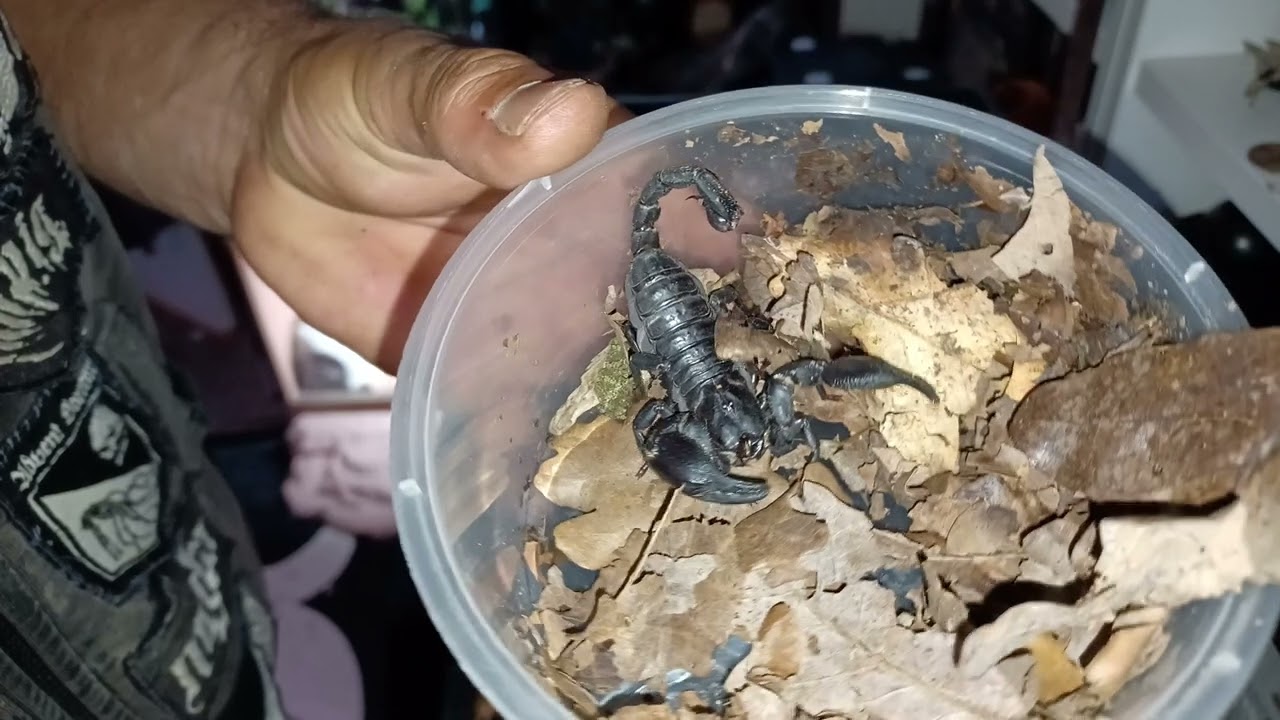 Heterometrus silenus - Asian black forest scorpion #scorpion