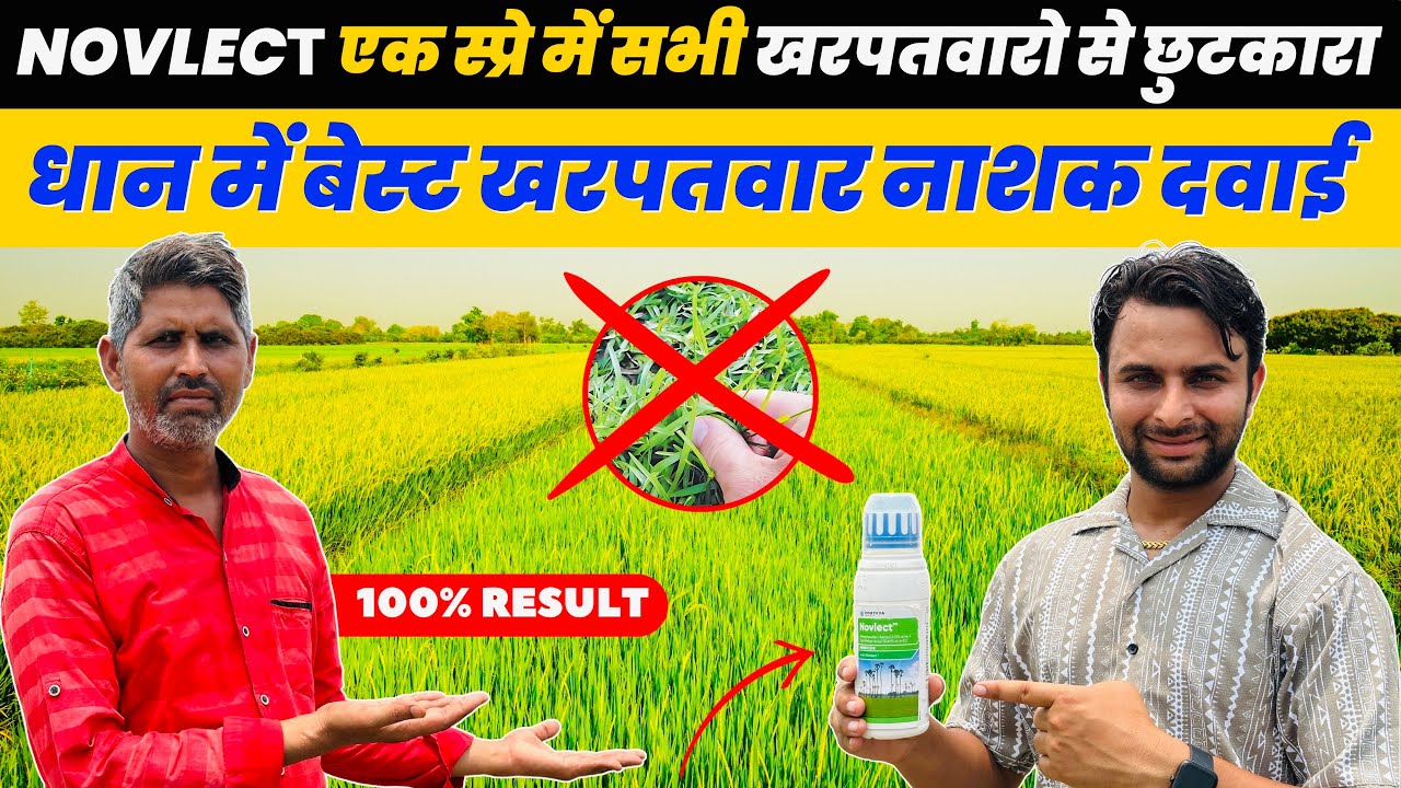 धान 🌾 में बेहतर खरपतवार प्रबंधन अपनाकर अधिक पैदावार करें Corteva New Paddy Herbicide Novlect ✔️