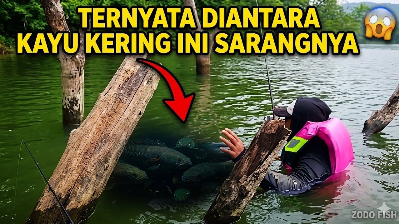 Hanya di waduk bendo mancing dari atas pohon‼️waduk bendo debit air full