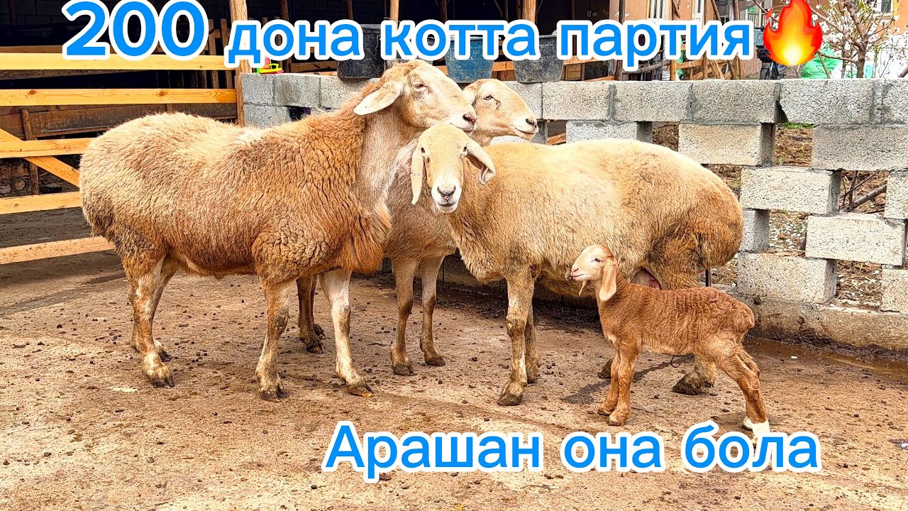 Афғон бўғоз ва она бола қўйлар🔥200 дона котта партия