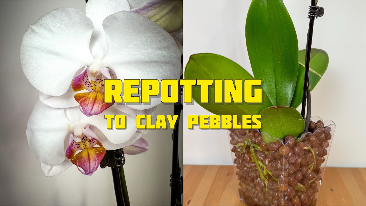 ORCHIDS From the Market, Growing in LECA
