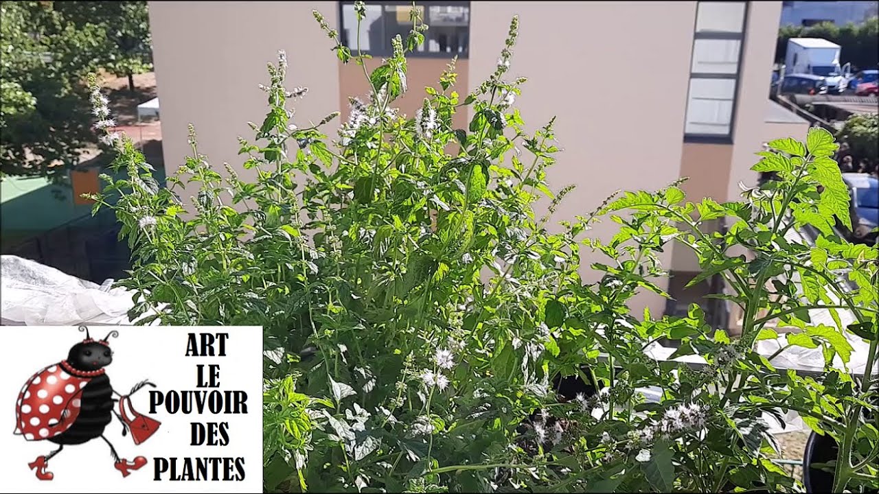Potager sur balcon: Menthe poivrée: Semis, arrosage, taille, récolte: Plante vivace