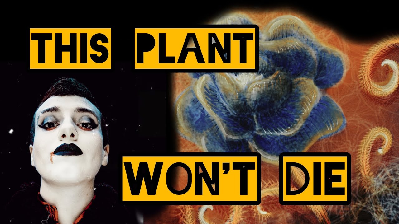 Two Plants One Name and Why They're Both Magical - Sketchy Info Dumps Episode 1