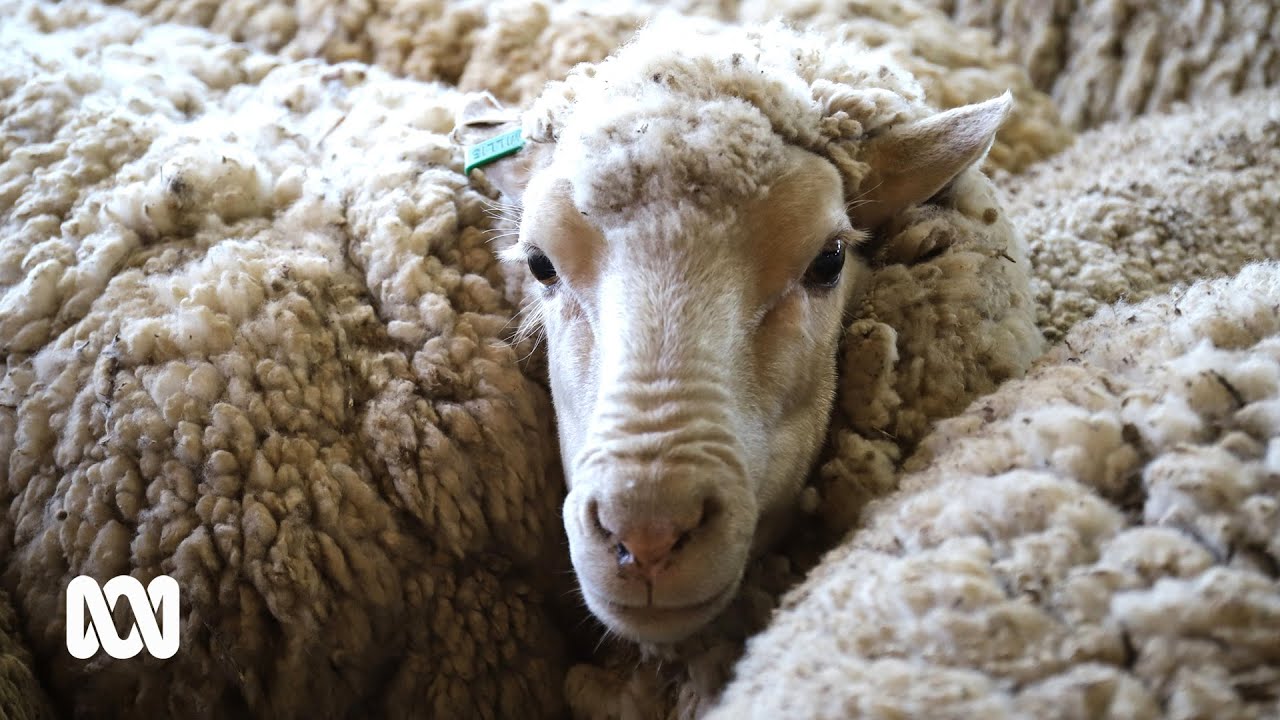 Tracing your woollen jumper all the way to the sheep's back 🐑 | ABC Australia