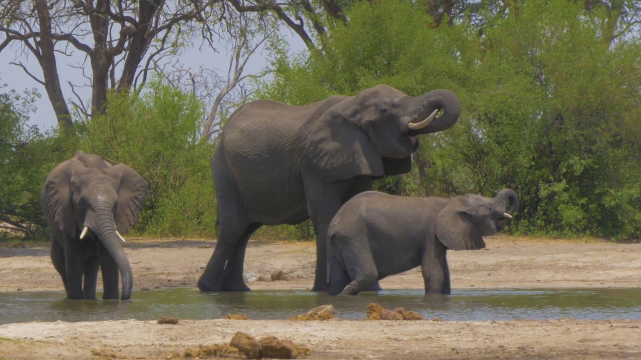 Elephants at Stoffies Pan, Hwange National Park, Zimbabwe (4K)