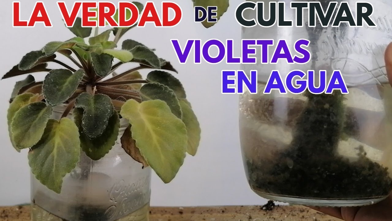 violetas africanas  cultivadas en agua CHUYITO JARDINERO