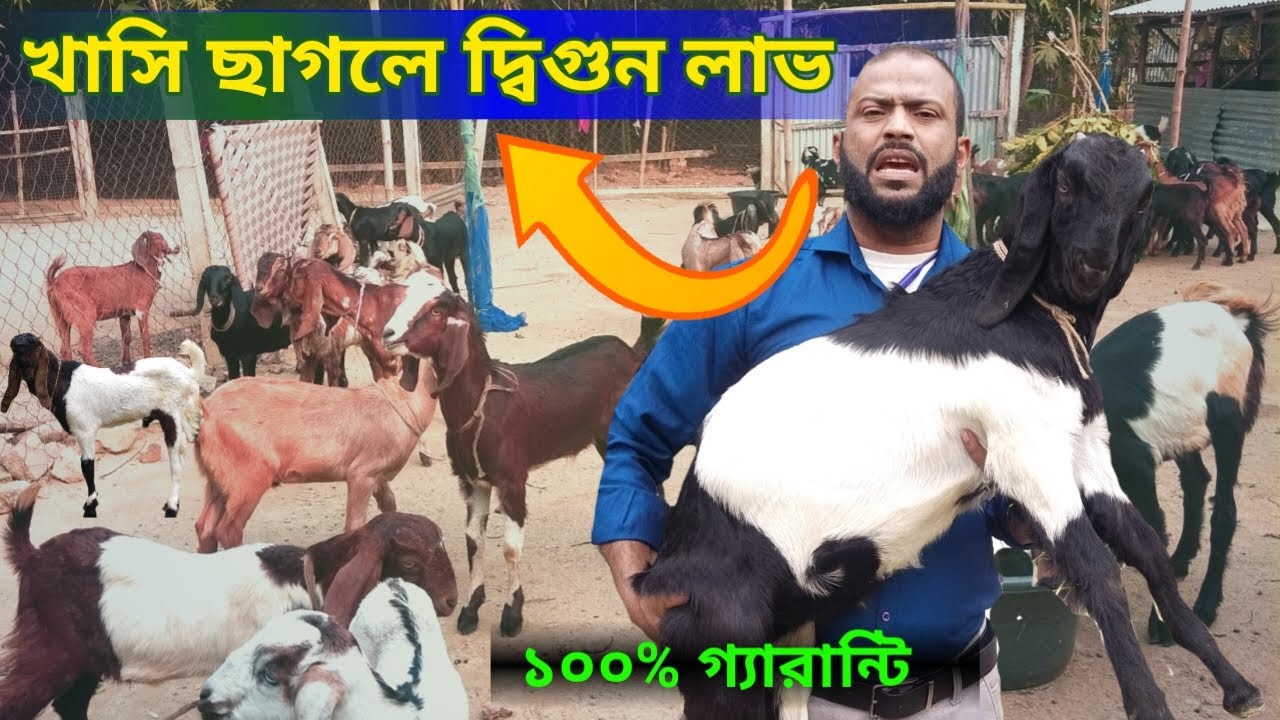 খাসি ছাগল পালন পদ্ধতি।।খাসি মোটাতাজাকরন খাবার ও ওষুধ।।Khasi chagol palon poddhoti.Goat farming.