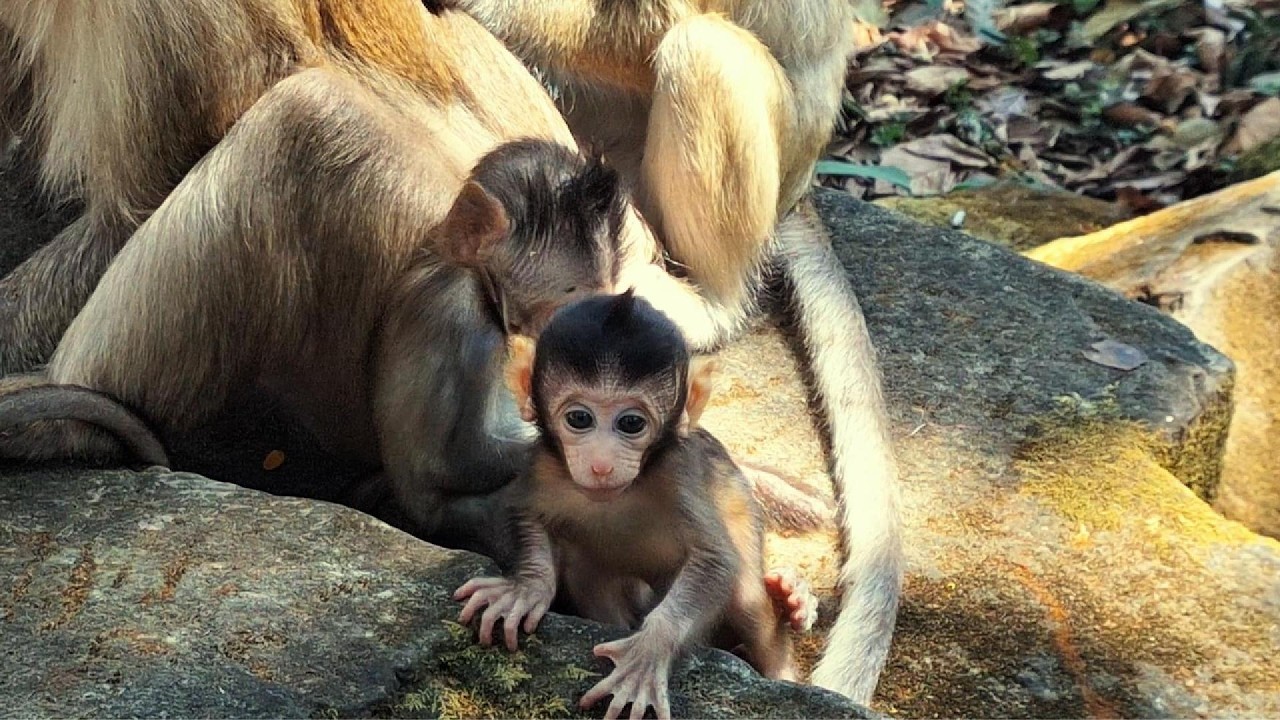 Adorable Baby Monkey in Angkor Area, #1251.