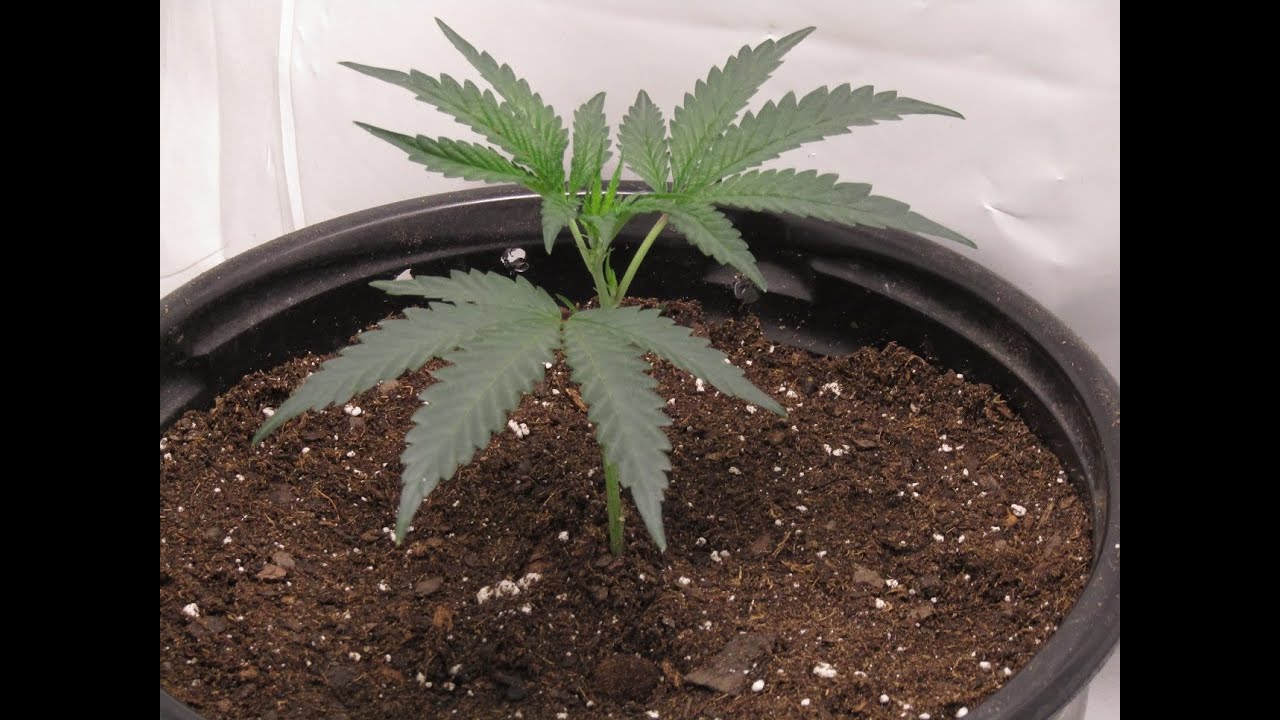 Voodoo Child and Tropicana Clones (Veg to Harvest) Episode 2