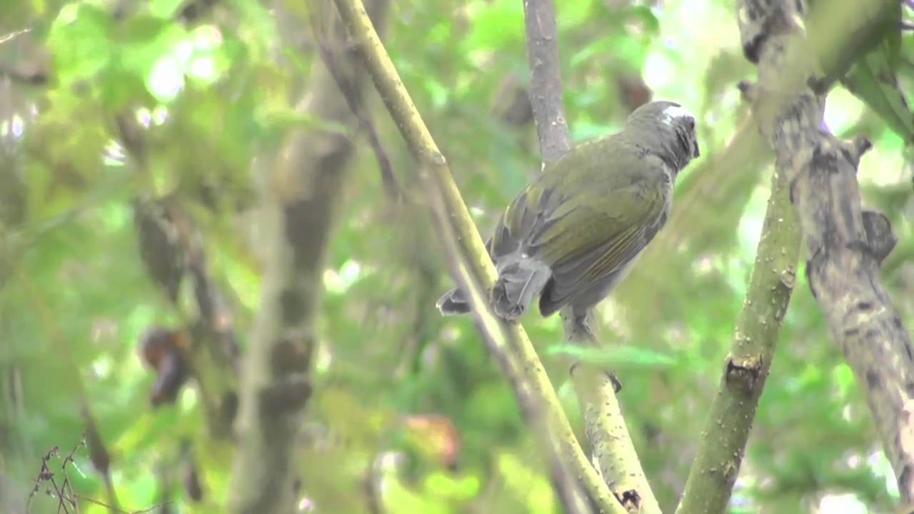 Pepitero verdoso (Saltator similis) JUVENIL