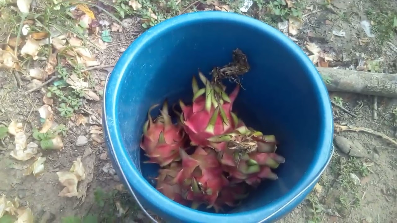 Mais Uma Colheita de Pitaias Sensacional 