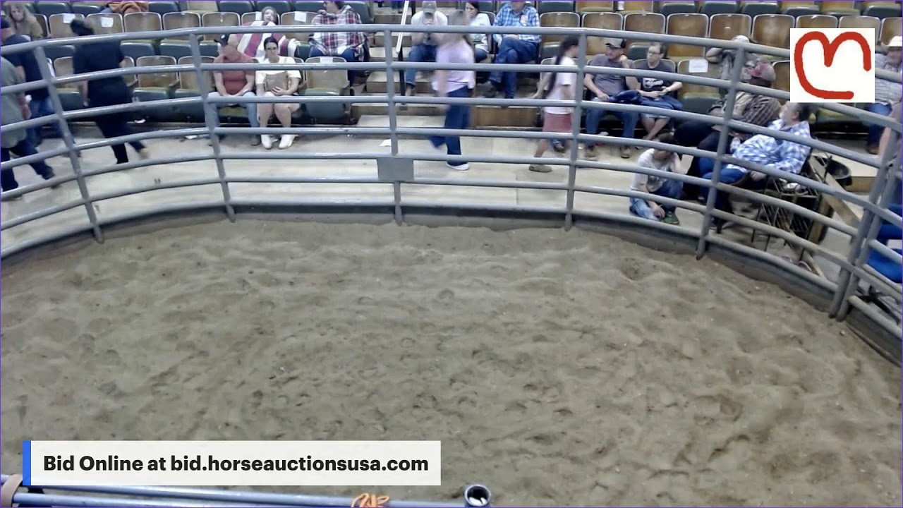 Mize Horse Sale - Mize, Mississippi