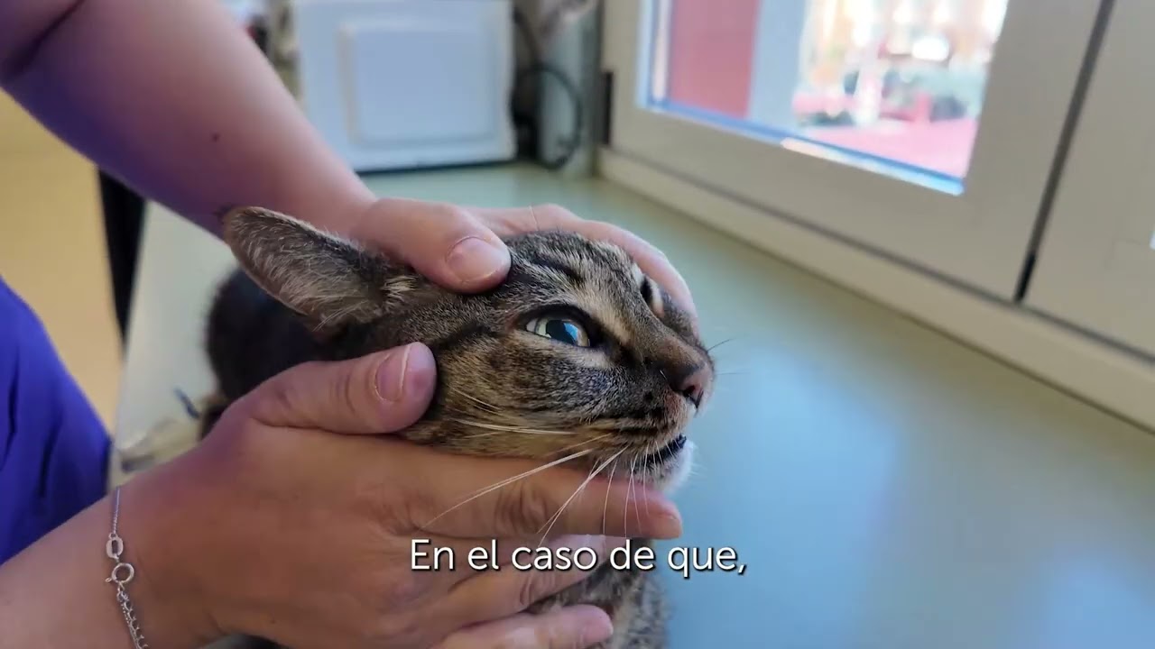 Consejos para dar medicaci&oacute;n oral a un gato