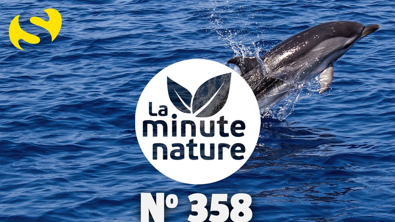 DAUPHINS ET BALEINES EN MÉDITERRANÉE ! (No 358)
