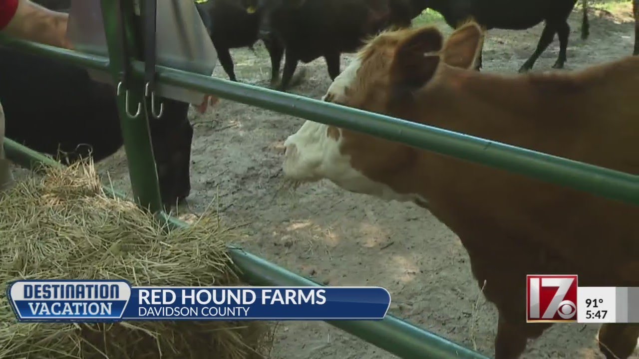 Destination Vacation: NC farm offers interactions with animals